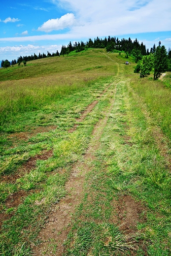 Polana winkwka